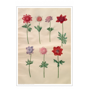 Holtzbecker, Franske anemoner