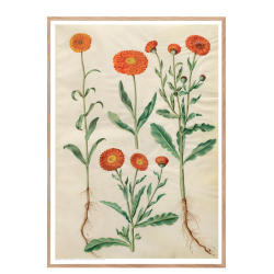 Holtzbecker, Marigold