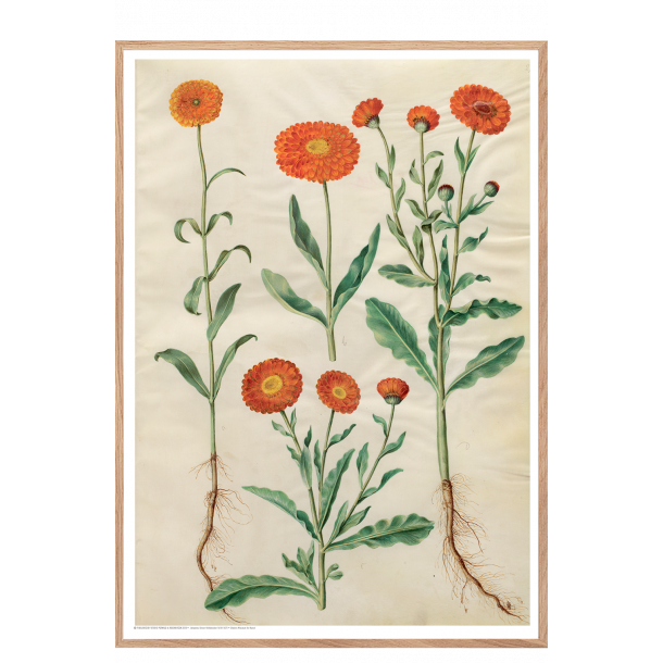 Holtzbecker, Have-morgenfrue