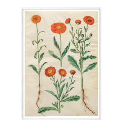 Holtzbecker, Marigold
