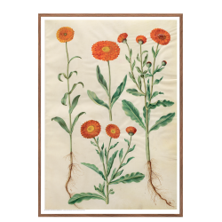 Holtzbecker, Marigold