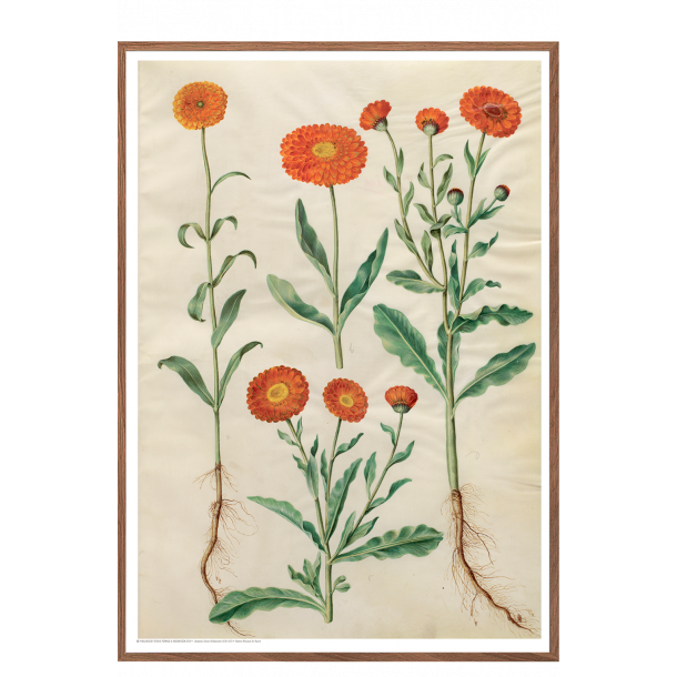 Holtzbecker, Have-morgenfrue