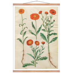 Holtzbecker, Marigold