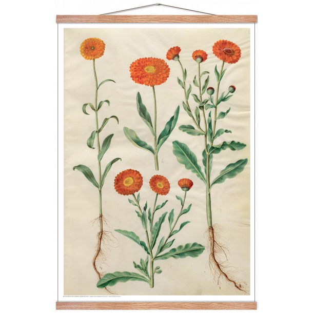 Holtzbecker, Have-morgenfrue