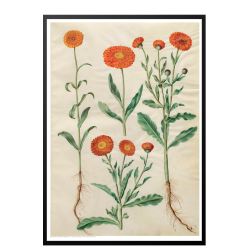 Holtzbecker, Marigold