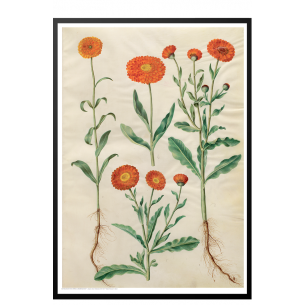 Holtzbecker, Have-morgenfrue