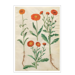 Holtzbecker, Marigold