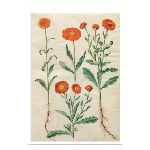 Holtzbecker, Have-morgenfrue