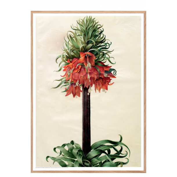 Holtzbecker, Kejserkrone