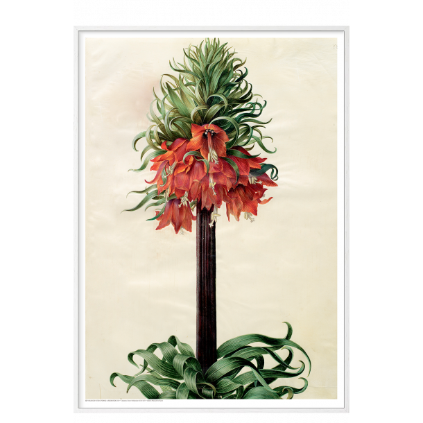 Holtzbecker, Kejserkrone