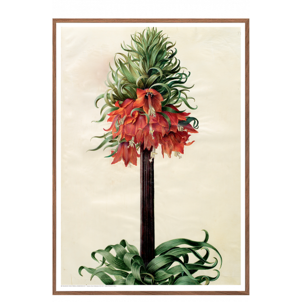 Holtzbecker, Kejserkrone