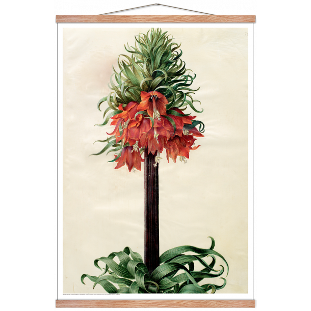 Holtzbecker, Kejserkrone