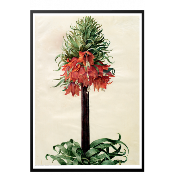 Holtzbecker, Kejserkrone