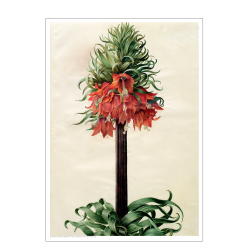 Holtzbecker, Kejserkrone