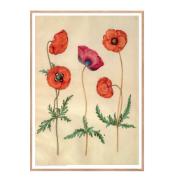 Holtzbecker, Corn poppy