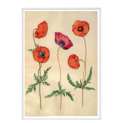 Holtzbecker, Corn poppy
