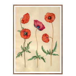 Holtzbecker, Corn poppy