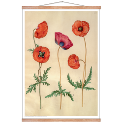 Holtzbecker, Corn poppy