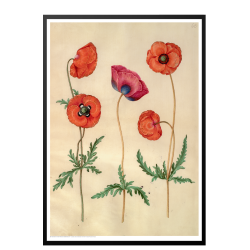 Holtzbecker, Corn poppy