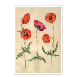 Holtzbecker, Corn poppy