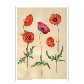 Holtzbecker, Korn valmue