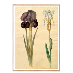 Holtzbecker, Srge-iris og violrod