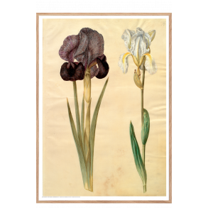 Holtzbecker, Srge-iris og violrod