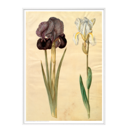 Holtzbecker, Srge-iris og violrod