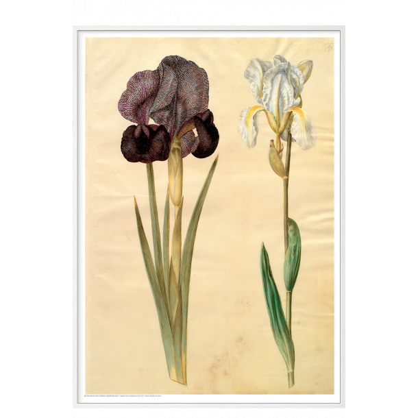 Holtzbecker, Srge-iris og violrod