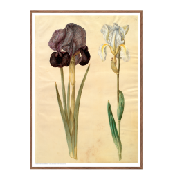 Holtzbecker, Srge-iris og violrod