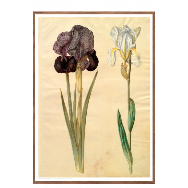 Holtzbecker, Srge-iris og violrod