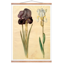 Holtzbecker, Srge-iris og violrod