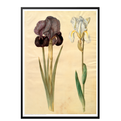 Holtzbecker, Srge-iris og violrod