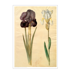 Holtzbecker, Srge-iris og violrod