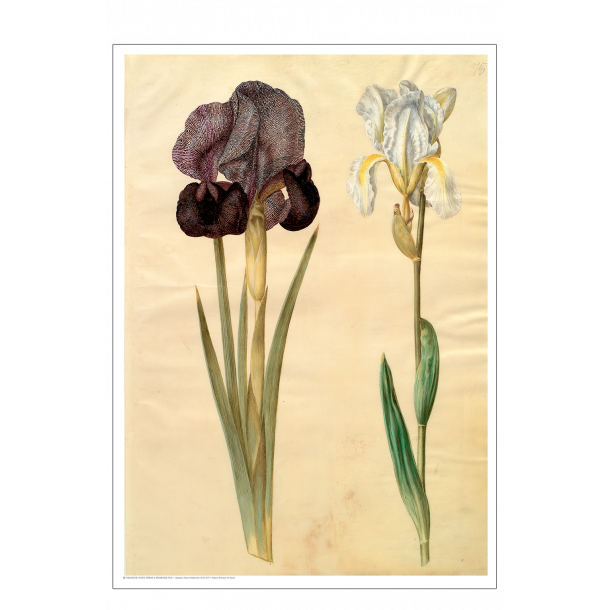 Holtzbecker, Srge-iris og violrod