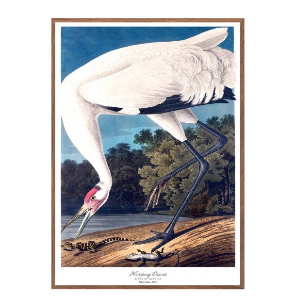 Birds of America  Hooping Crane