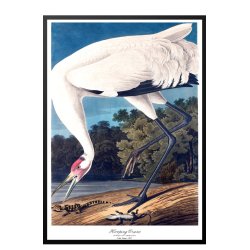Birds of America  Hooping Crane