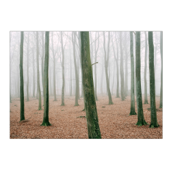 "How to hunt" - Kmpehjen. Sndergaard