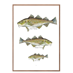 Hvilken torsk er du? - Plakat med dyr