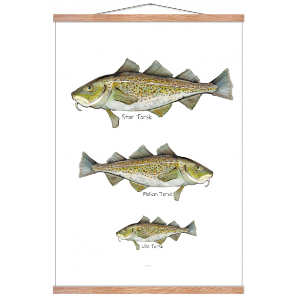 Hvilken torsk er du? - Plakat med dyr