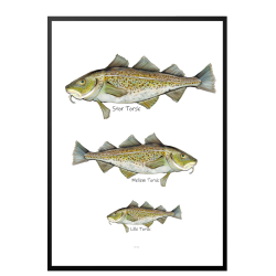 Hvilken torsk er du? - Plakat med dyr