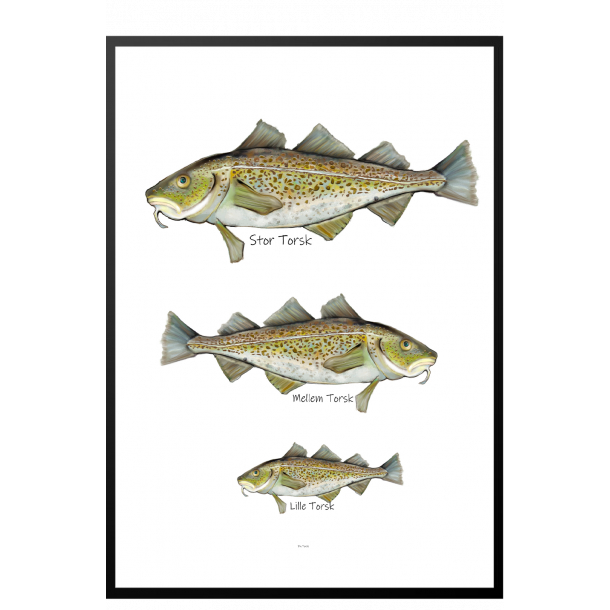 Hvilken torsk er du? - Plakat med dyr