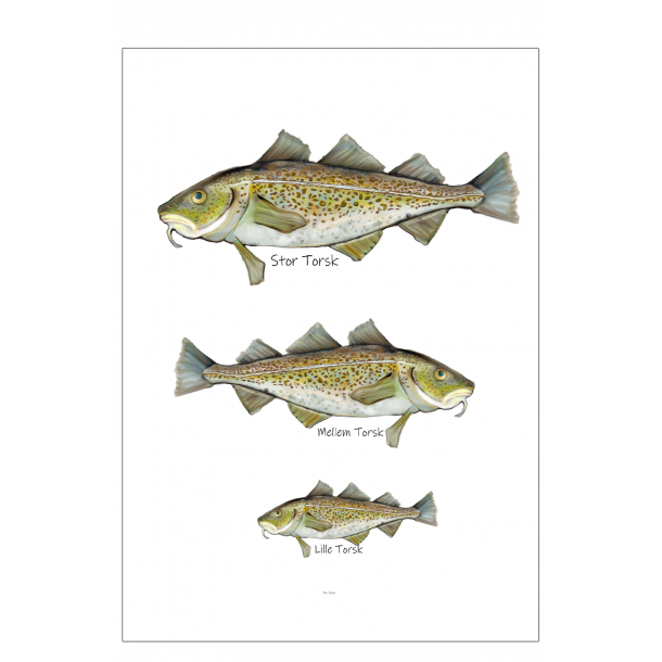 Which cod are you? - Poster with animals