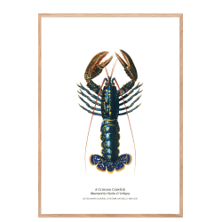 Kitchen poster with lobster
