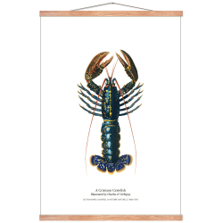 Kitchen poster with lobster