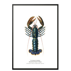 Kitchen poster with lobster