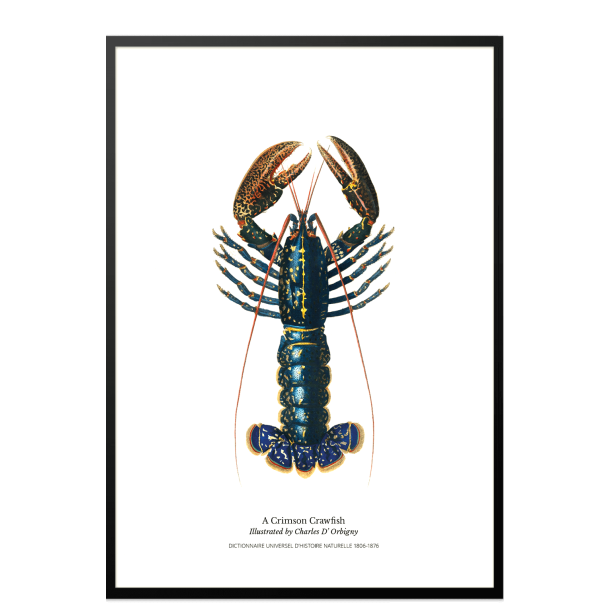 Kkkenplakat med hummer