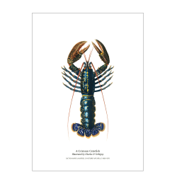 Kitchen poster with lobster