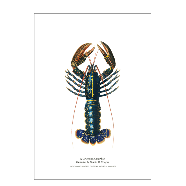 Kitchen poster with lobster