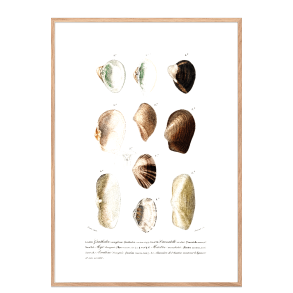 Strandmuscheln Nr. 2